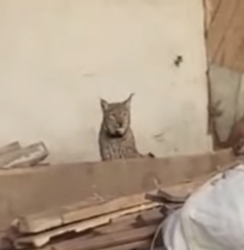 Tiktok video: apmaldījies lūsis.