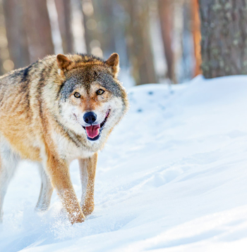 Vilks.
