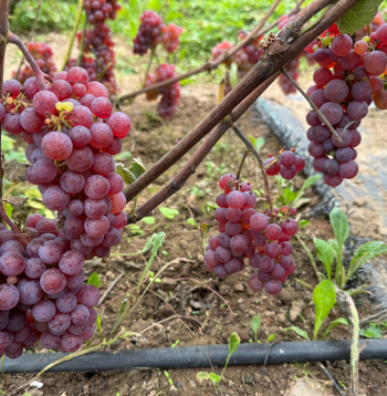 ‘Somerset Seedless’