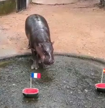 Pundurnīlzirgu meitene Mū Denga zoodārzā Čonburi, Taizemē.