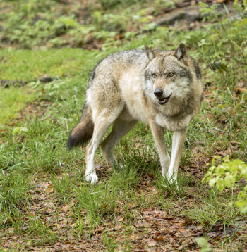Vilks.