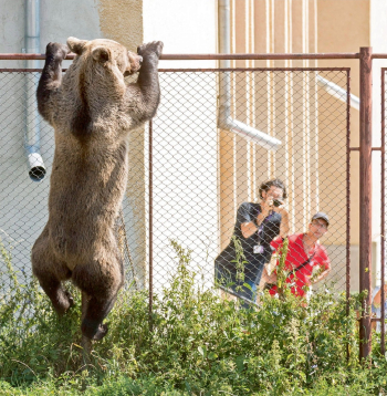 Rumānijā lācis mēģina pārrāpties pār žogu, lai iekļūtu kādas skolas teritorijā. Šajā valstī lāči arvien biežāk parādās apdzīvoto vietu tuvumā, jo dabiskā vidē tiem trūkst barības. 