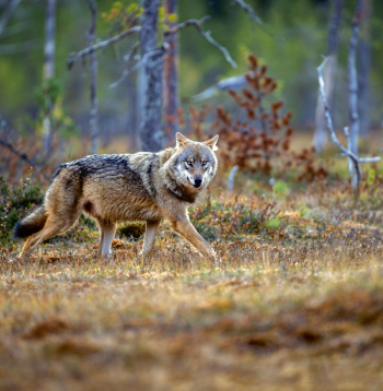 Vilks.