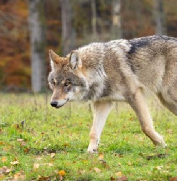 Vilks. Vilks.