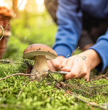 Sēņotāja atradums!