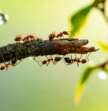 Parastās sarkanās skudras (Myrmica rubra) galvenokārt ir sarkanā krāsā, ar nedaudz tumšāku pigmentāciju uz galvas. Šīs skudras dzīvo zem akmeņiem un kritušiem kokiem, kā arī augsnē. Tās ir agresīvas, bieži uzbrūk, un tām ir dzelonis, lai gan tām nav spējas izsmidzināt skudrskābi. Parastās sarkanās skudras (Myrmica rubra) galvenokārt ir sarkanā krāsā, ar nedaudz tumšāku pigmentāciju uz galvas. Šīs skudras dzīvo zem akmeņiem un kritušiem kokiem, kā arī augsnē. Tās ir agresīvas, bieži uzbrūk, un tām ir dzelonis, lai gan tām nav spējas izsmidzināt skudrskābi.