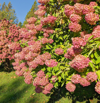 Hortenzijas.