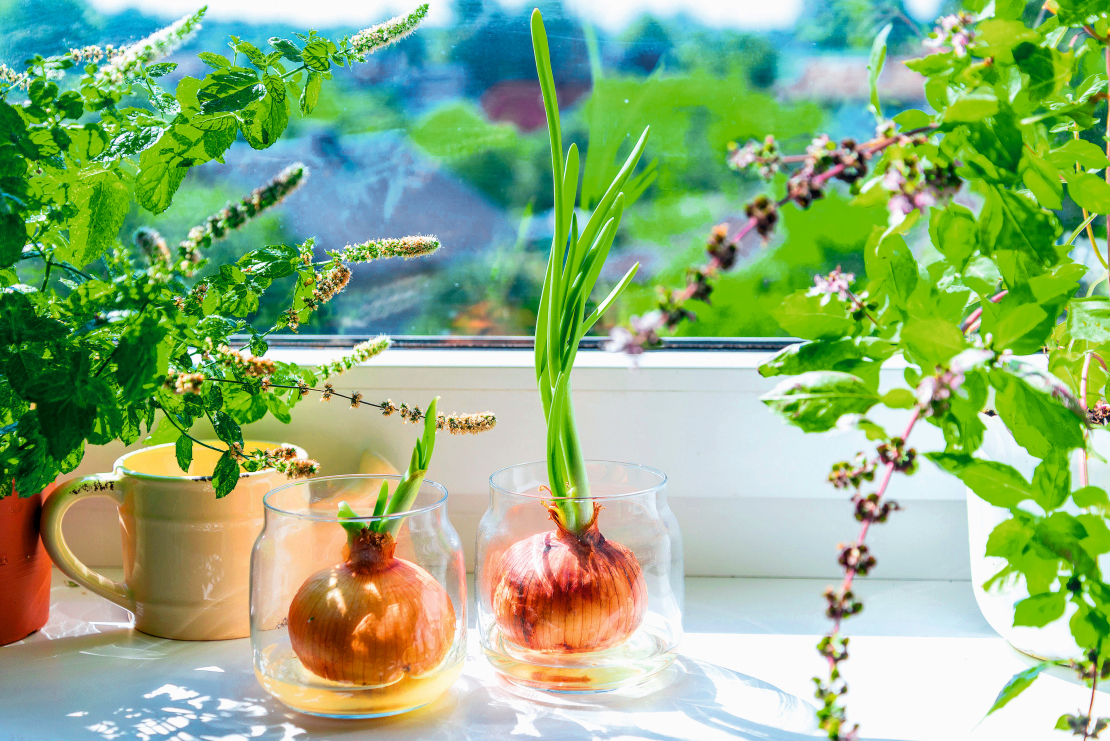 Garšaugi noder ne tikai gastronomiskiem nolūkiem, bet ir arī jauks akcents virtuves interjerā.
