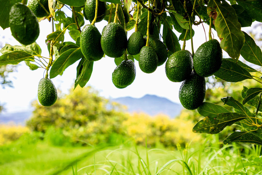 Avokado.