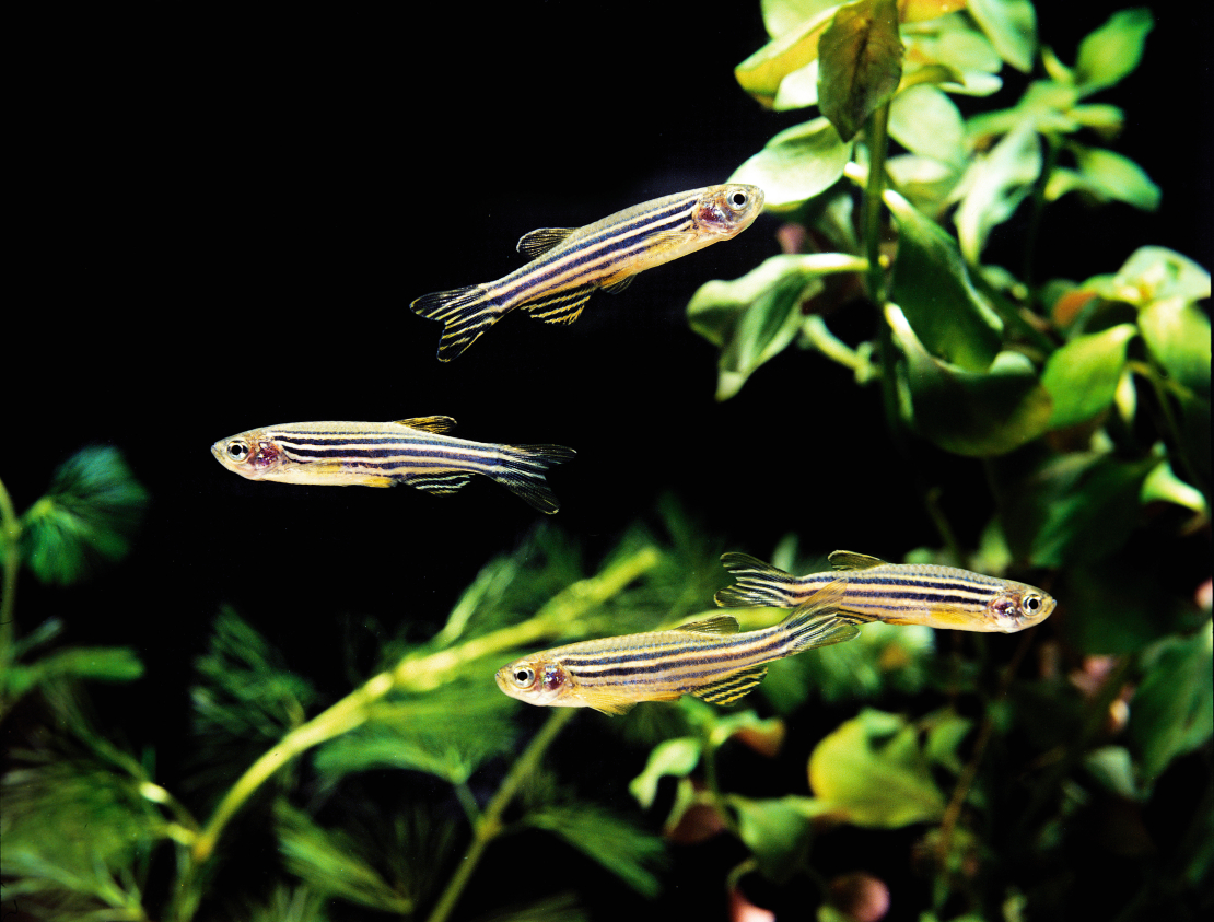 Zebras zivis (Danio rerio),