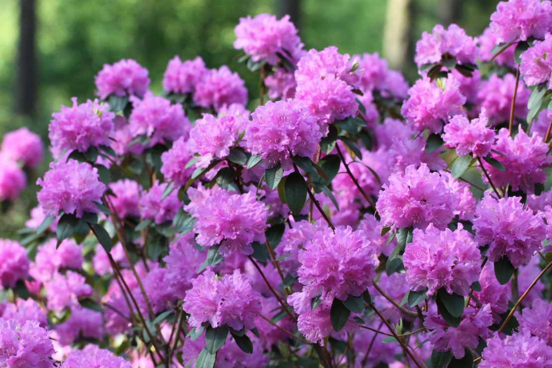 Rododendru biezlapu slimība atrasta uz vairākām šķirnēm, tajā skaitā arī uz populārās 'P.J.Mezitt' (attēlā redzams kaites neskarts ziedošs krūms.)