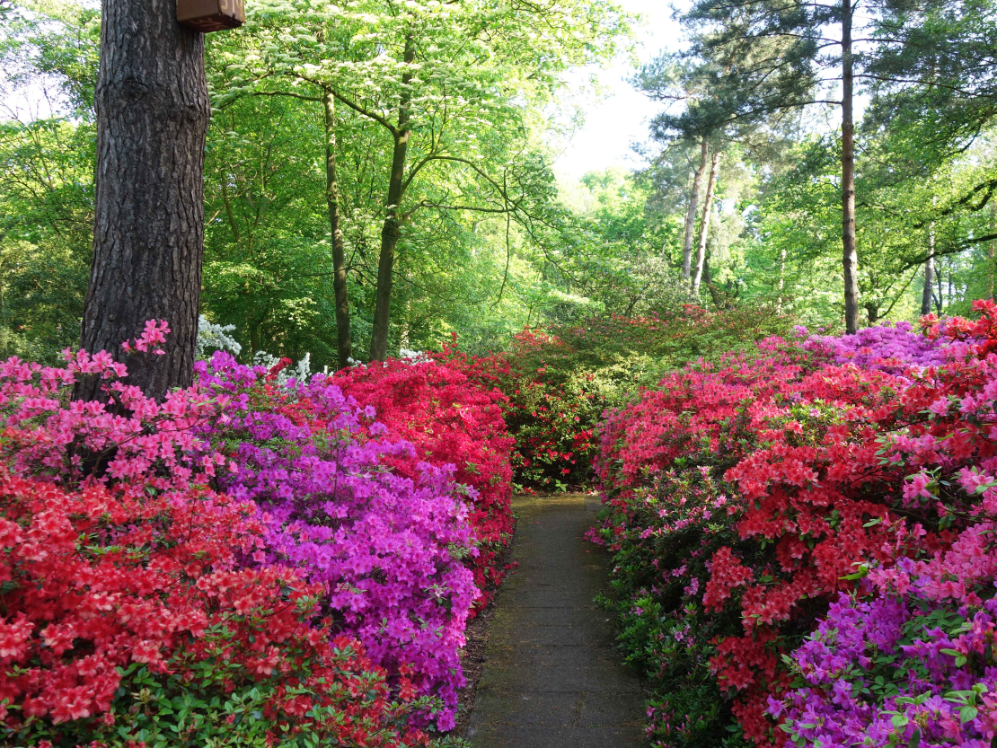 Japānas acālijas Brēmenes rododendru parkā.