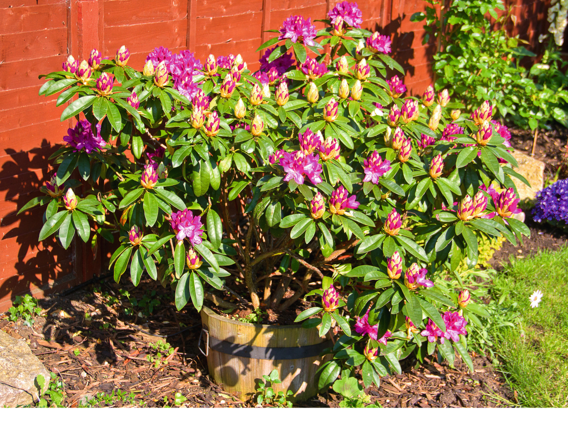 Rododendrs koka toverī.