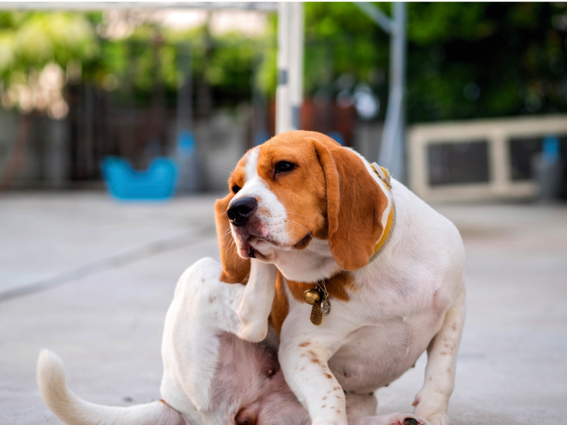   Ja suns sāk bieži kasīt ausis, tam var būt daudz nopietnu cēloņu, tāpēc visprātīgāk ir meklēt veterinārārsta palīdzību.