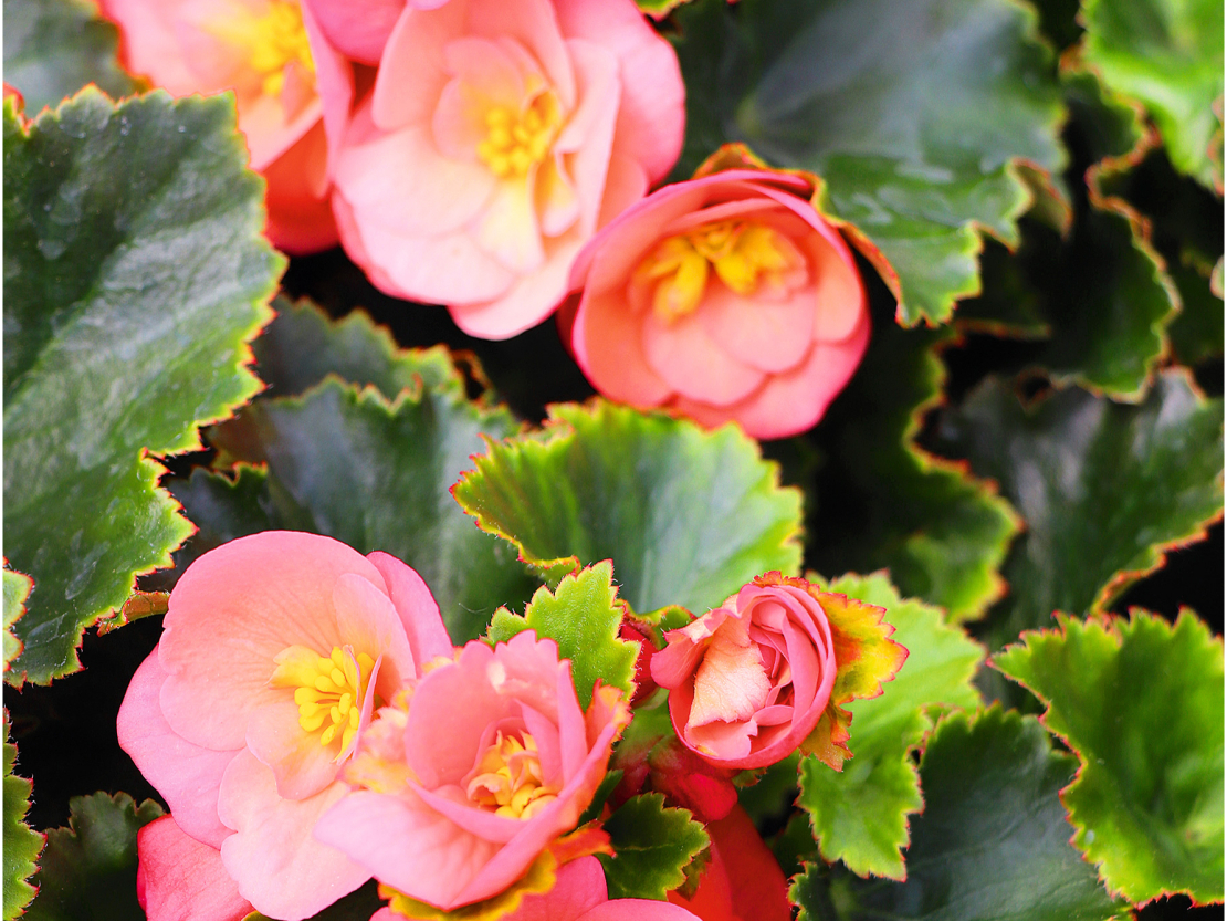 Begonija ‘Belove Peach’.

