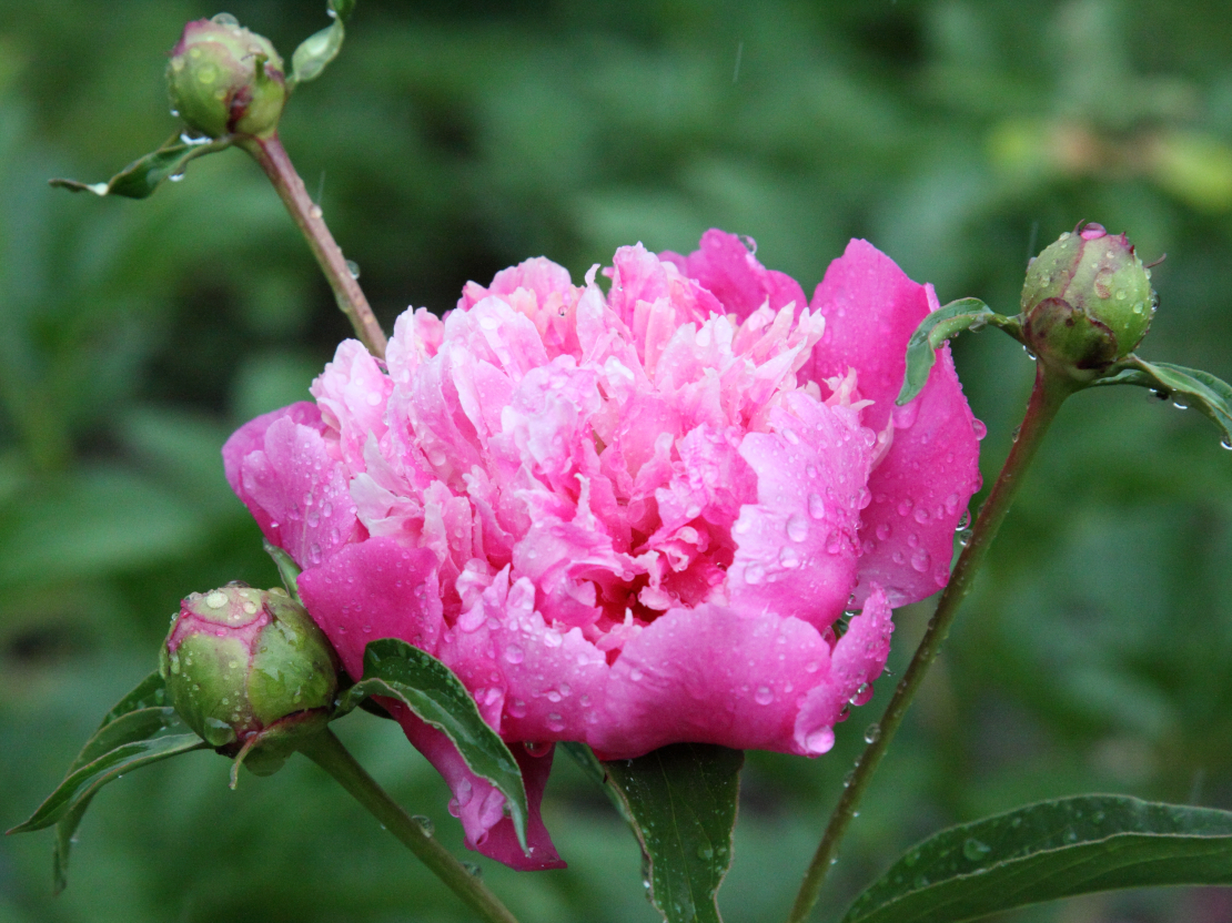 Peonijas.