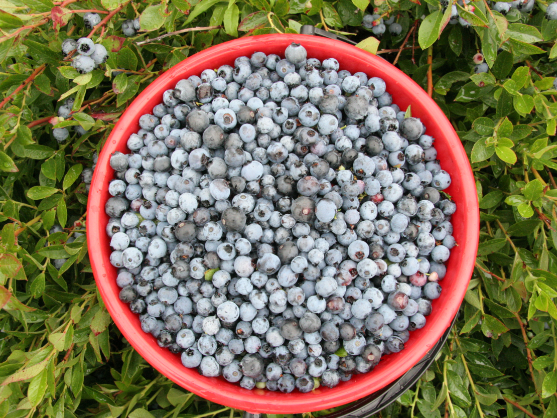 Krūmellenes.