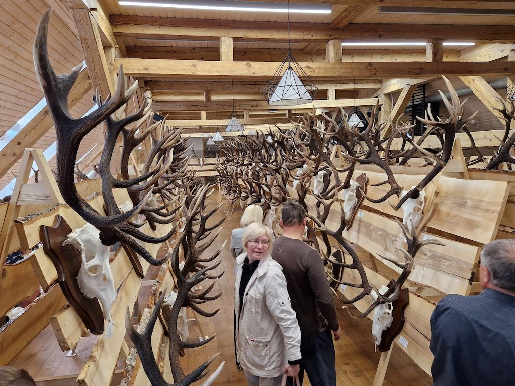 Aizkraukles novada medību trofeju izstādē.