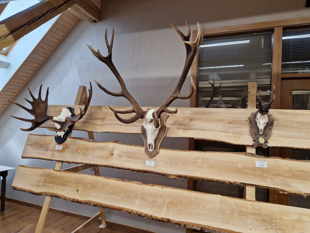 Aizkraukles novada medību trofeju izstādē.
