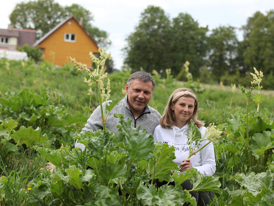 Rabarberi ir "Granskalnu" saimniecības "top" produkts tāpēc, ka no tiem izdevies iegūt labu vīnu. Attēlā: Saimnieki Daina un Māris Zariņi rabarberu laukā.