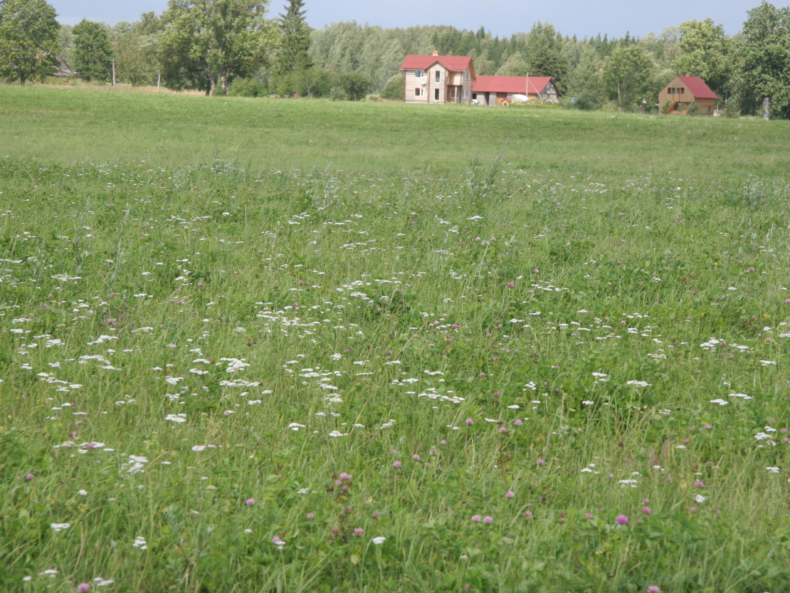 Bioloģiskās pļavas Madonas pusē.