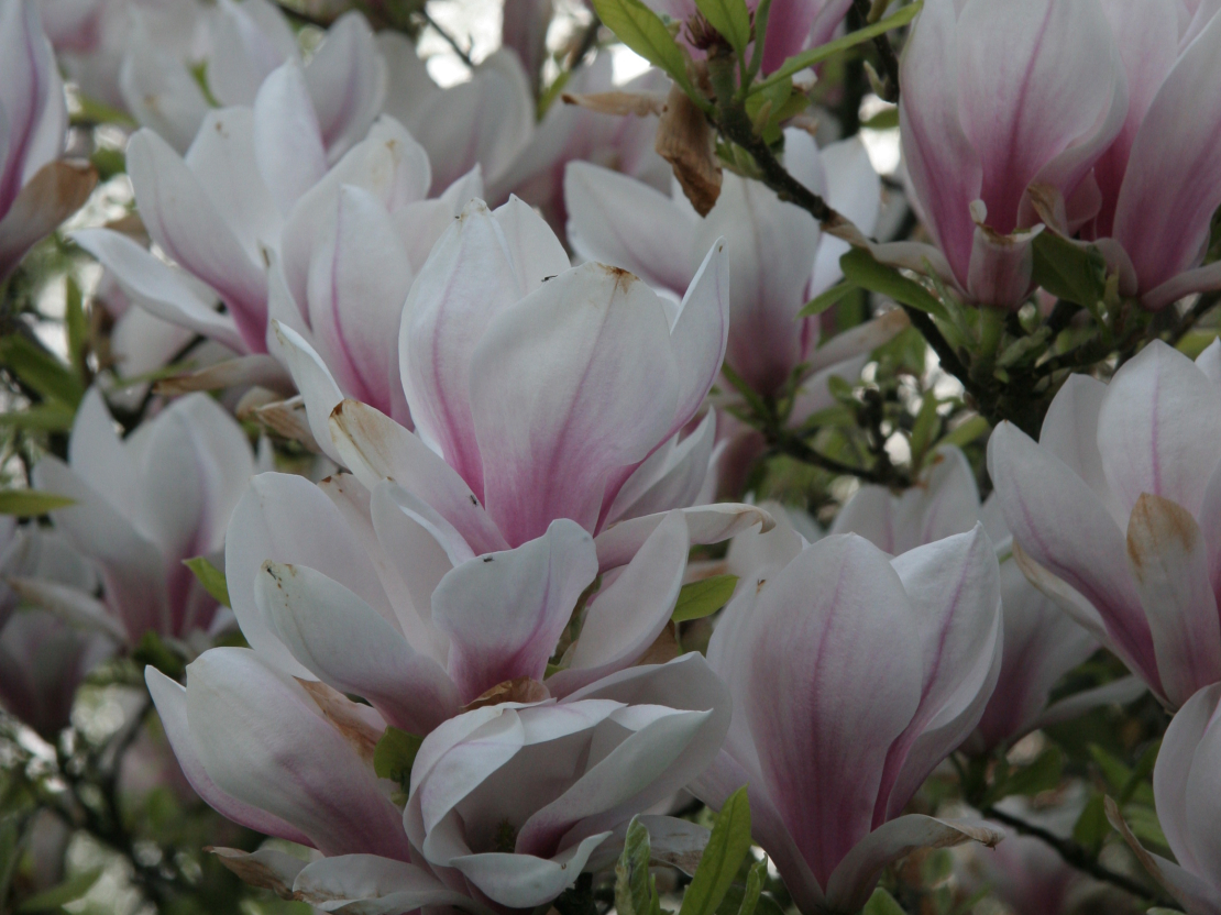 Magnolijas.