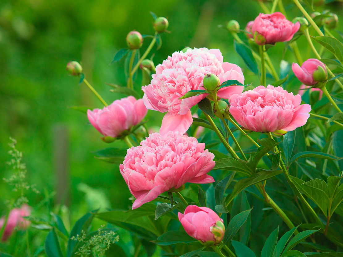 Peonijas.