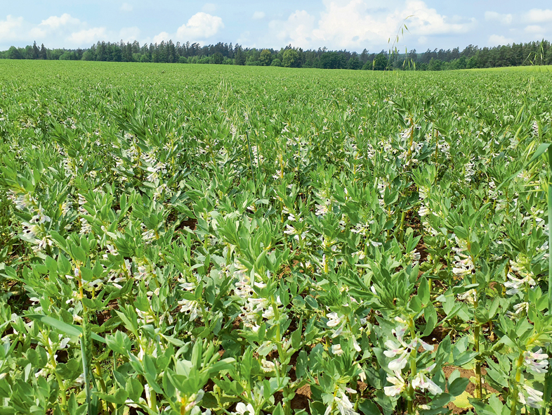 Atmosfēras slāpekļa bioakumulēšanas spēju dēļ lauka pupas tiek klasificētas kā viens no efektīvākajiem bezmaksas slāpekļa avotiem.