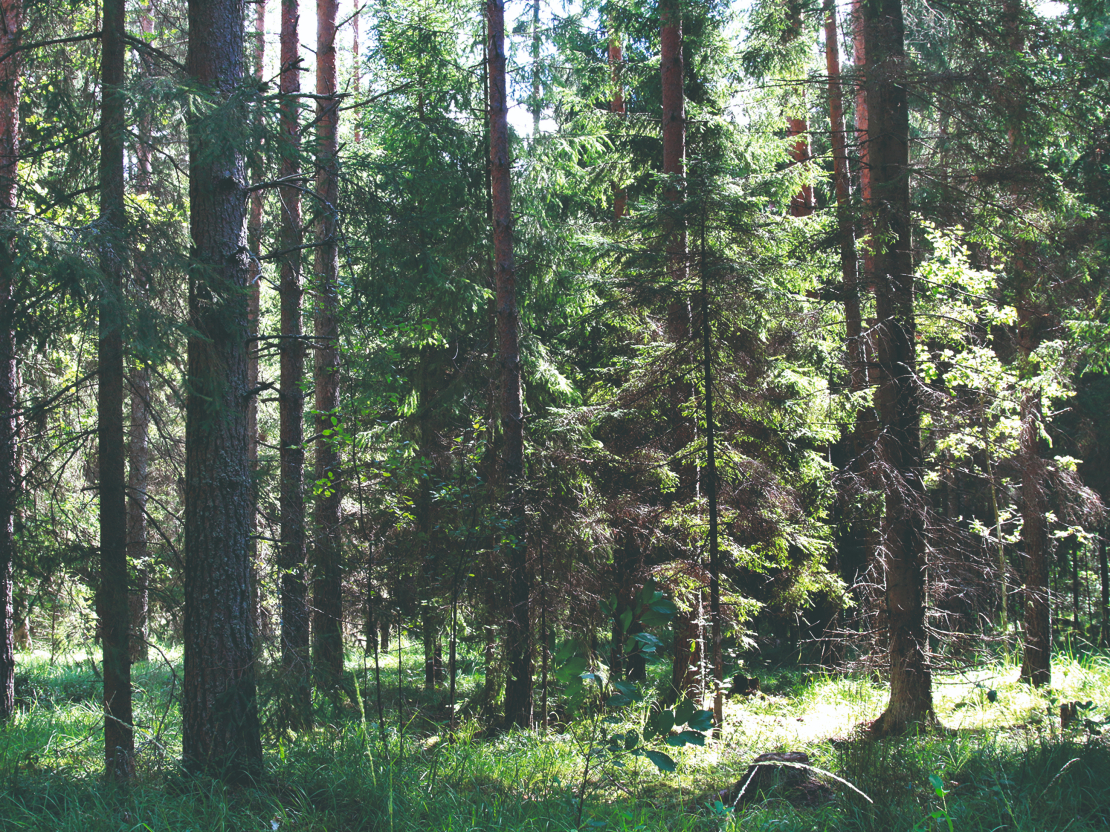 Viens no iepriekšējo gadu konkursa uzvarētājiem - Valmieras novada saimnieka Jura Ozoliņa mežs.