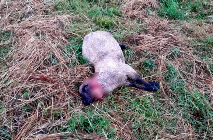 Balvu pusē vilki iekļuvuši aplokā un saplosījuši 34 jērus.