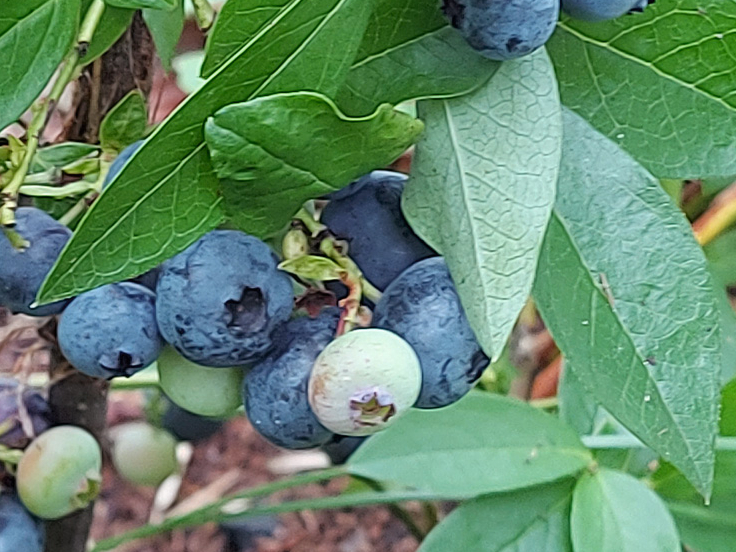 Krūmellenes.