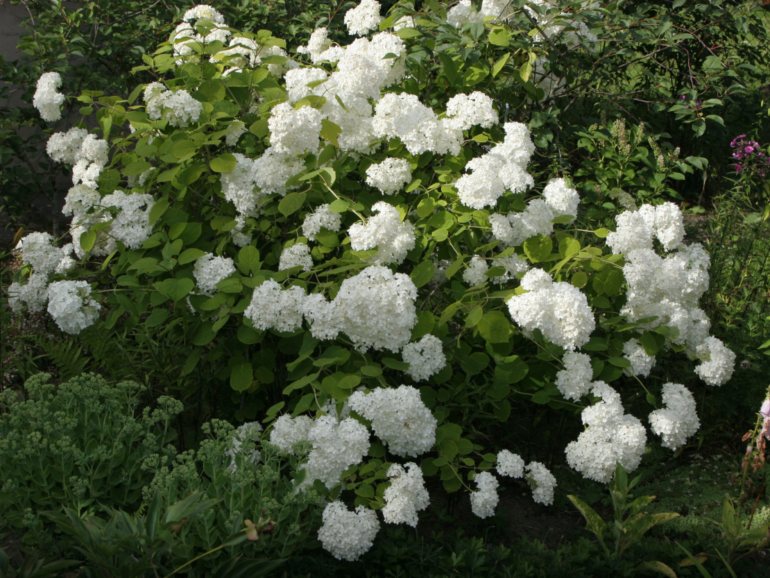 Hortenzija.