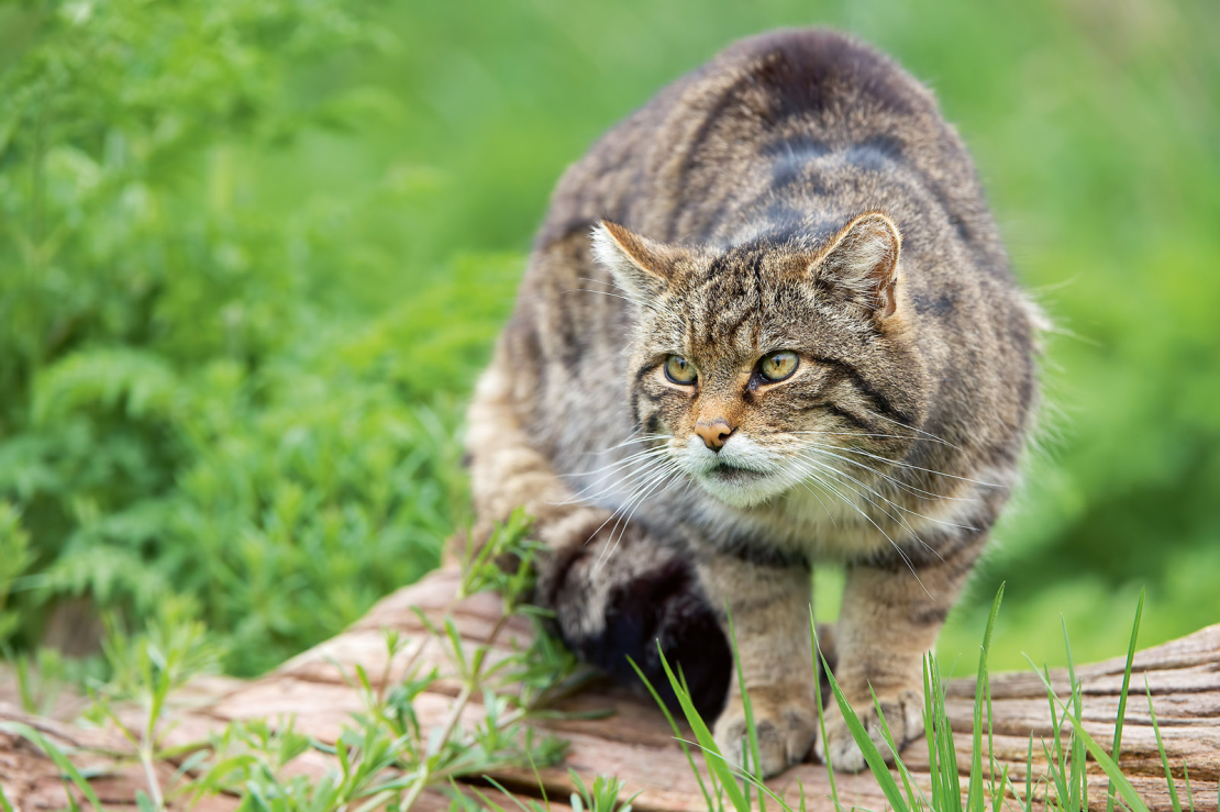 Skotijas savvaļas kaķis (Felis Silvestris Grampia).