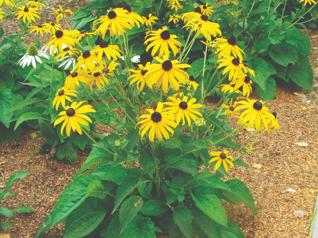 Salivena rudbekija 'Goldsturm'.