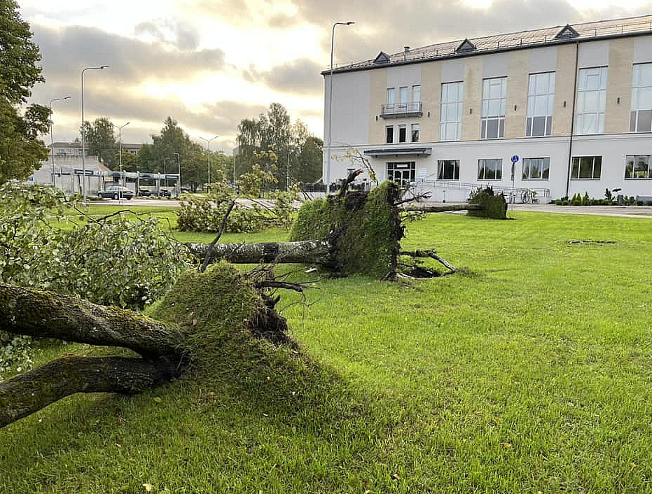 Vēja sagāztie koki Rēzeknē.
