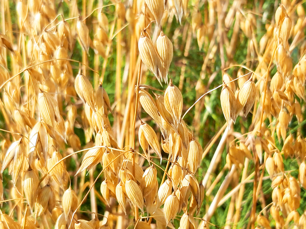 Bioloģiskās auzas 'Laima'.