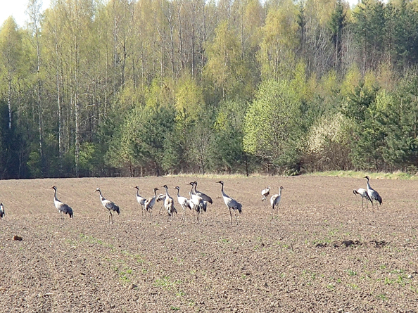 Ziemāju lauks.