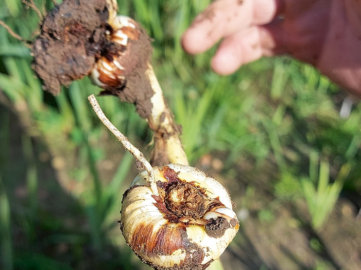 Arī vairsīpoliņu trūkums liecina, ka gladiola slima.