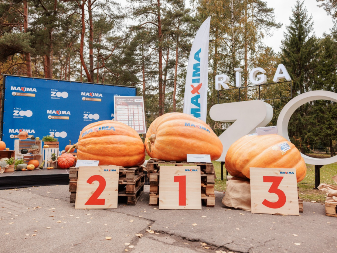 Latvijas lielākā ķirbja čempionātā.