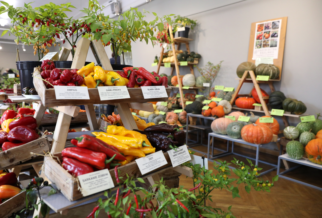 Izstāde "Ķirbjaugi un paprika 2023" Latvijas Dabas muzejā.