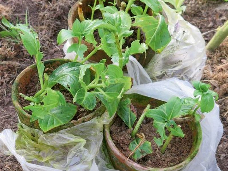 Liellapu hortenziju spraudeņus drošāk ziemināt pagrabā, dārza - ārā.