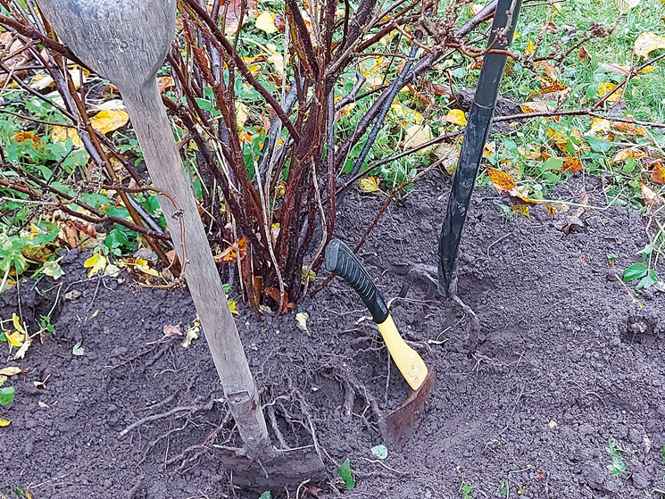 Izrokot veco krūmu, to var sadalīt un tikt pie vairākiem jauniem stādiem.