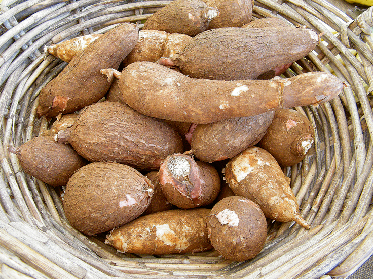 Maniokas bumbuļi.