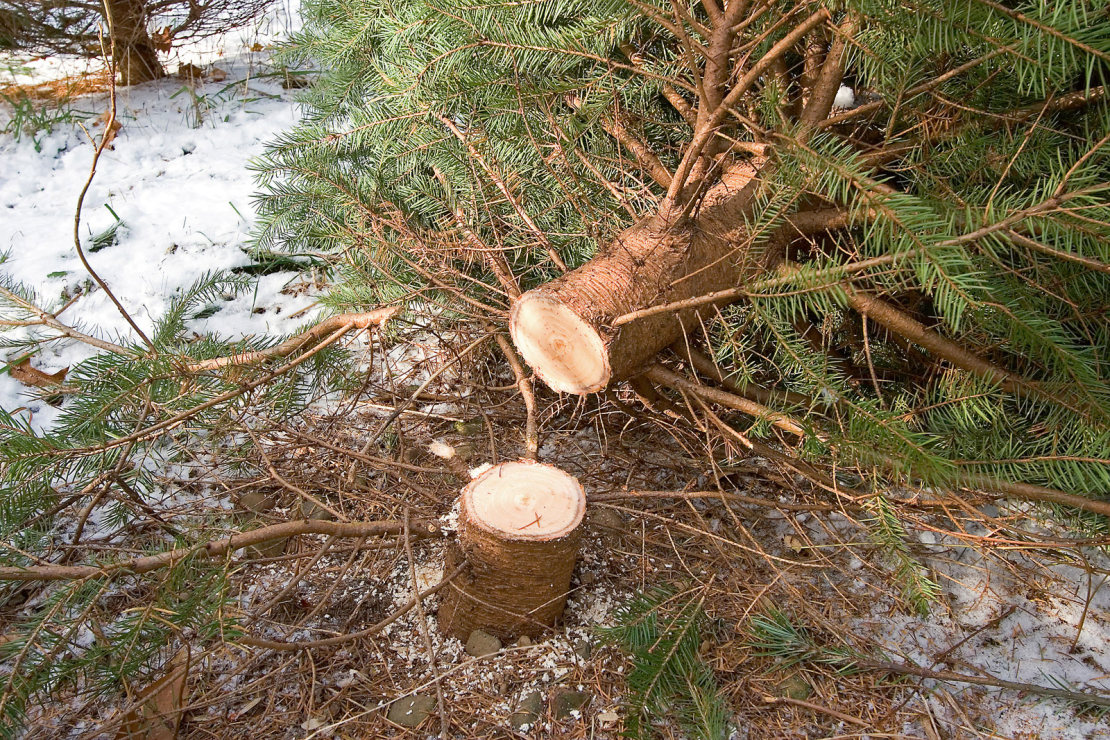 Izvēlētās svētku eglītes augstums nedrīkst pārsniegt trīs metrus, bet stumbra diametrs – 12 centimetrus.