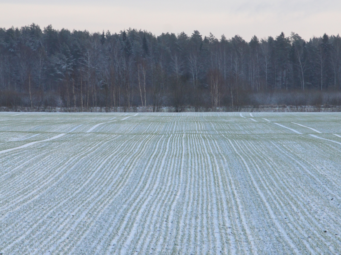 Ziemāju lauks.