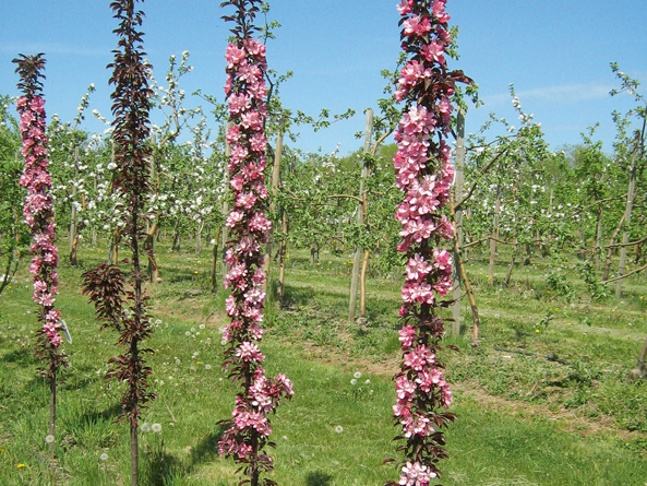 'Antonija' ziedos.