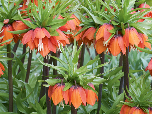 Karaliskā fritilārija vislabāk aug labi drenētā, auglīgā, pietiekami mitrā augsnē saulainā vietā. 
