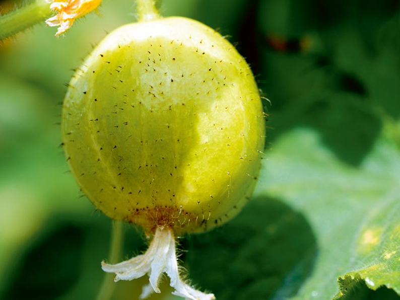 Citrongurķīši.