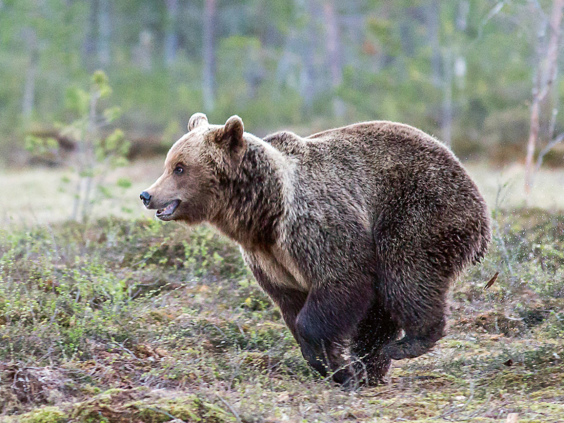 Brūnais lācis maksimāli spēj skriet ar ātrumu 18 metri sekundē.