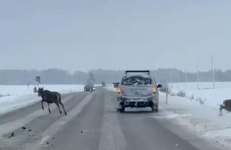 Nofilmē, kā no braucoša auto šauj briežus.